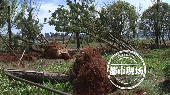 AG九游会官网 九游会国际睡梦中祖孙俩连人带床垫被卷下20楼！强对流下的大风为何如此致命？｜第2眼(图3)